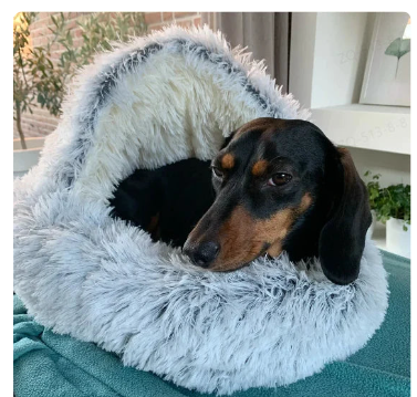 2-in1 Pet Bed by Geo’s Online Store